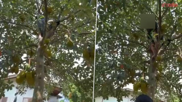 Un homme arrêté à Ratchaburi après avoir tenté de se cacher dans un jacquier