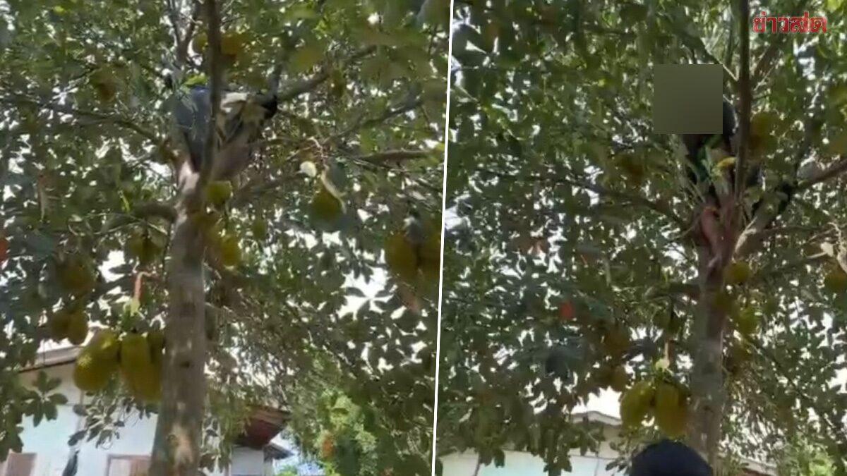 Un homme arrêté à Ratchaburi après avoir tenté de se cacher dans un jacquier