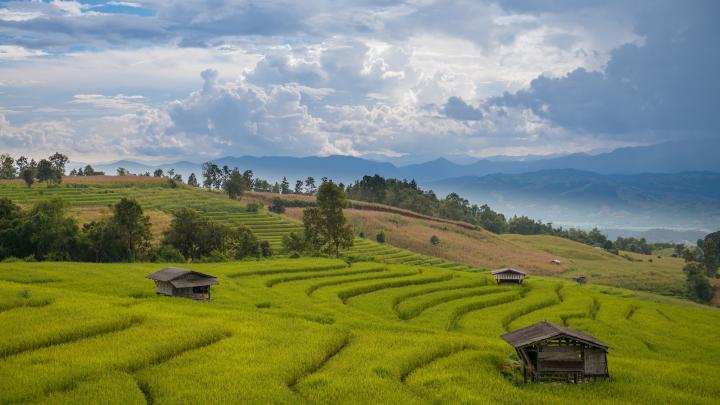 มุมลับของภาคเหนือ: หมู่บ้านบนดอย ไร่ชา และสายหมอกเหนือเชียงใหม่