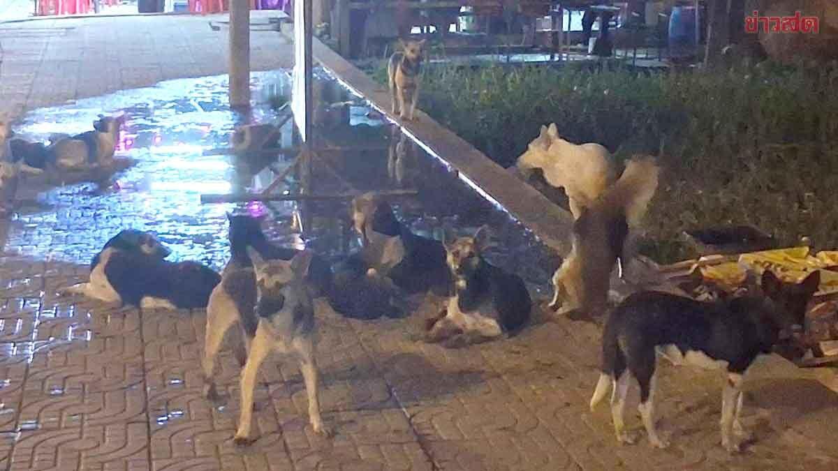 Stray Dog Pack Causes Safety Concerns in Pathum Thani