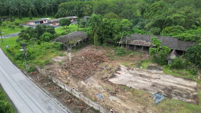 Unerlaubte Fällung riesiger Padauk-Bäume an einer Schule in Phang Nga sorgt für öffentliche Empörung