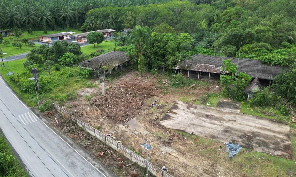 Unerlaubte Fällung riesiger Padauk-Bäume an einer Schule in Phang Nga sorgt für öffentliche Empörung