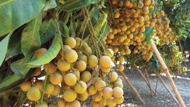 Exportações de longan do leste da Tailândia enfrentam desafios para a temporada 2026/27