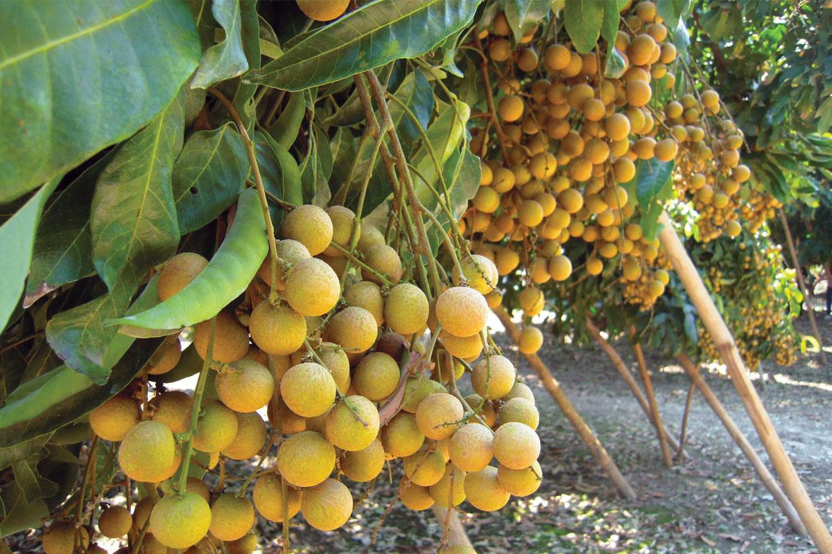 Exportações de longan do leste da Tailândia enfrentam desafios para a temporada 2026/27