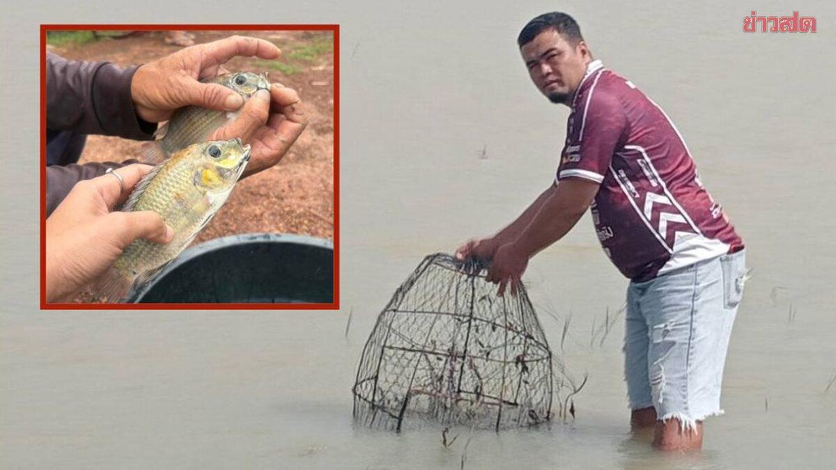 Blackchin Tilapia Outbreak Reported at Lam Pao Dam