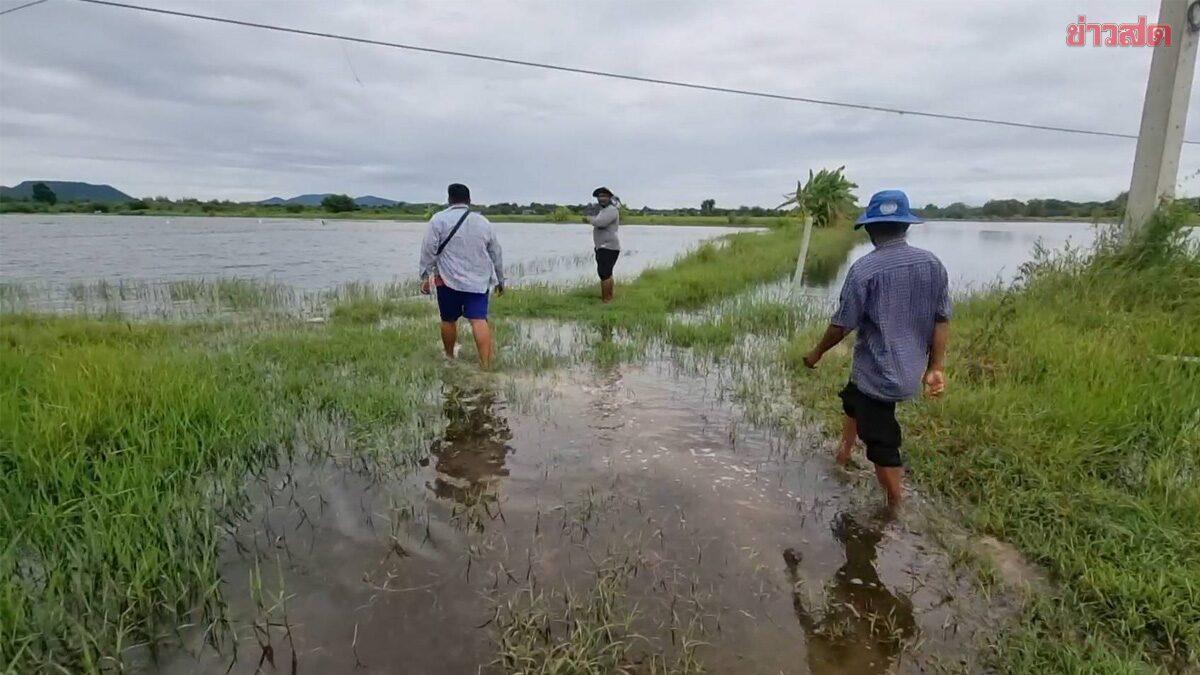 Farmers in Ratchaburi Face Financial Ruin Following Severe Flooding