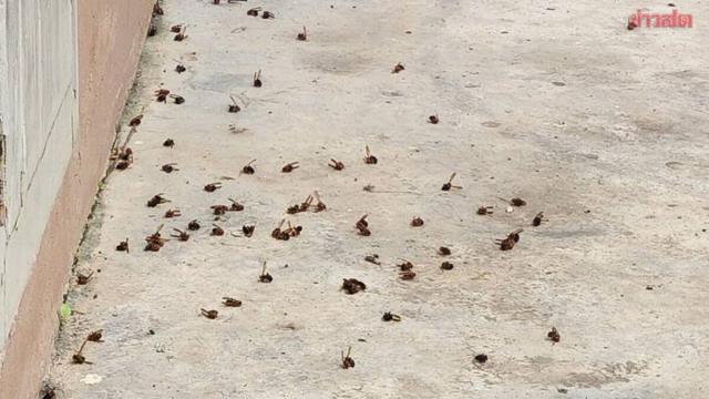 Unauthorized Hornet Nest Removal Causes Chaos in Chiang Rai