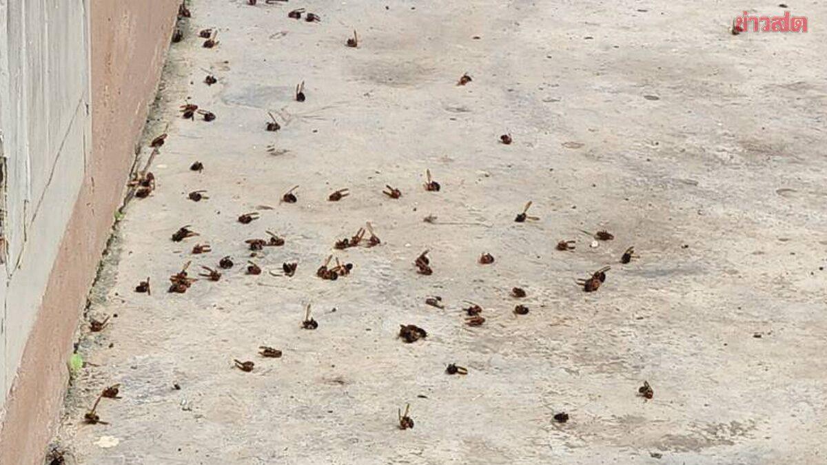 Unauthorized Hornet Nest Removal Causes Chaos in Chiang Rai