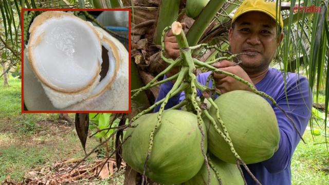 Trang Coconut Farmer Finds Success with Unique Cultivation Method
