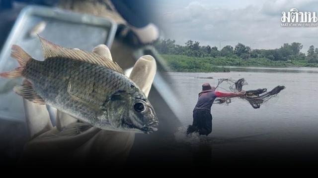 Blackchin Tilapia Infestation Concerns Rise as Catch Numbers Surge