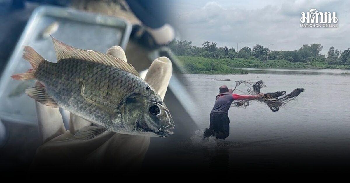 Blackchin Tilapia Infestation Concerns Rise as Catch Numbers Surge