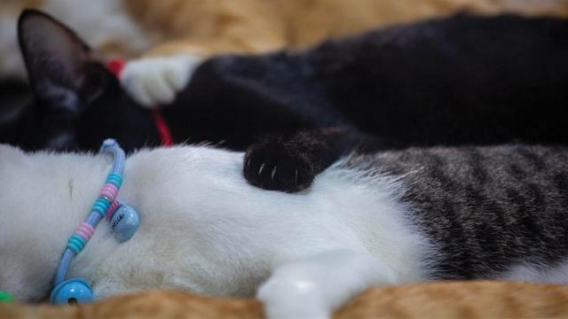 Wat Phai Lom Launches 'Stray Cat Nursery' to Support Community Welfare