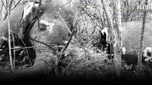 Wild Elephant Carcass Discovered Near Salakphra Wildlife Sanctuary