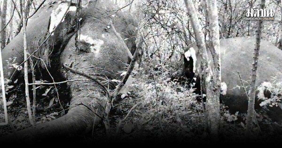 Wild Elephant Carcass Discovered Near Salakphra Wildlife Sanctuary