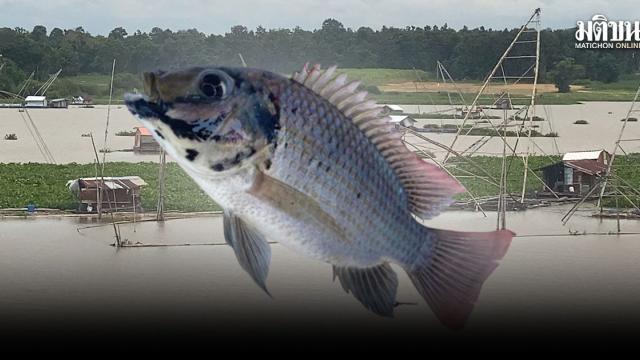 Lam Pao Dam Residents Respond to Blackchin Tilapia Presence