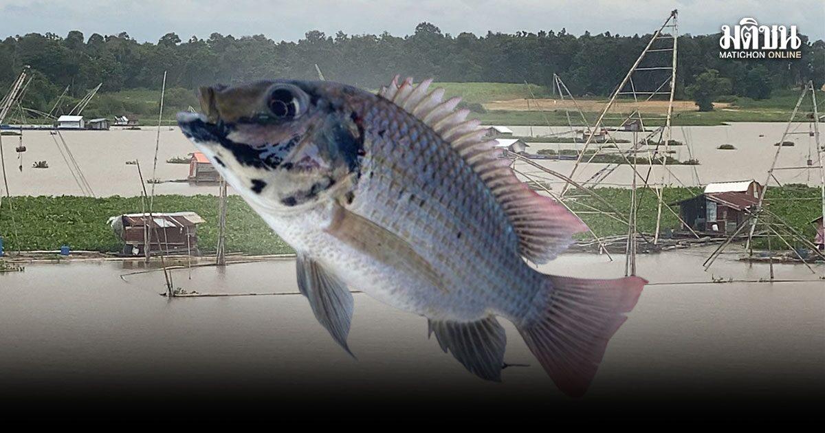 Lam Pao Dam Residents Respond to Blackchin Tilapia Presence