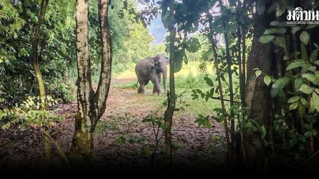 Parque Nacional de Phu Pha Man emite alerta sobre atividade de elefante selvagem