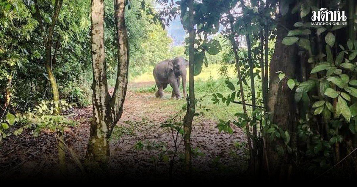Parque Nacional de Phu Pha Man emite alerta sobre atividade de elefante selvagem