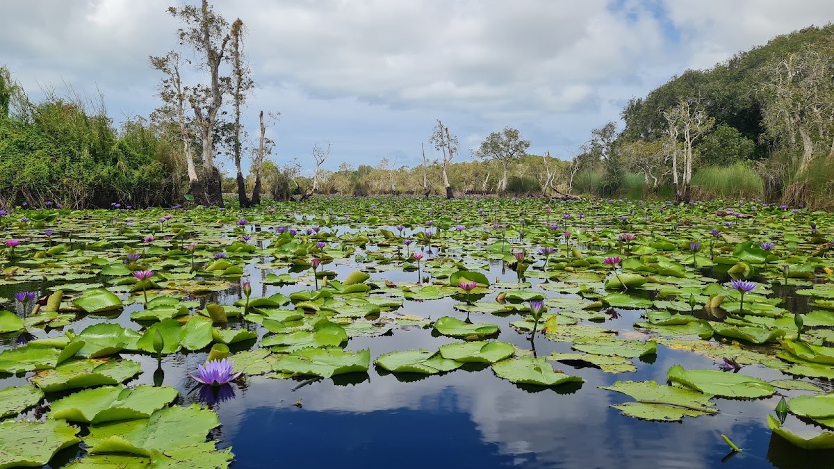 Rayong Botanical Garden Ancient Wetland