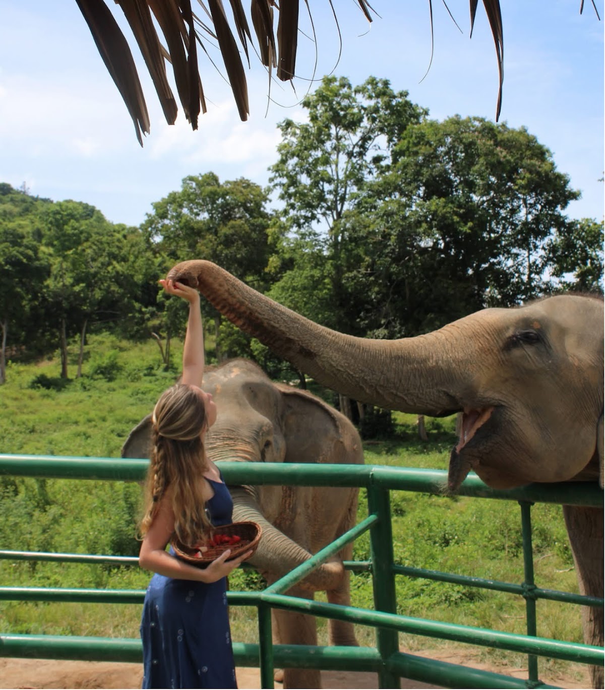 แกลเลอรีรูปภาพ — Wild Child Organic Kitchen & Elephant Sanctuary Experience
