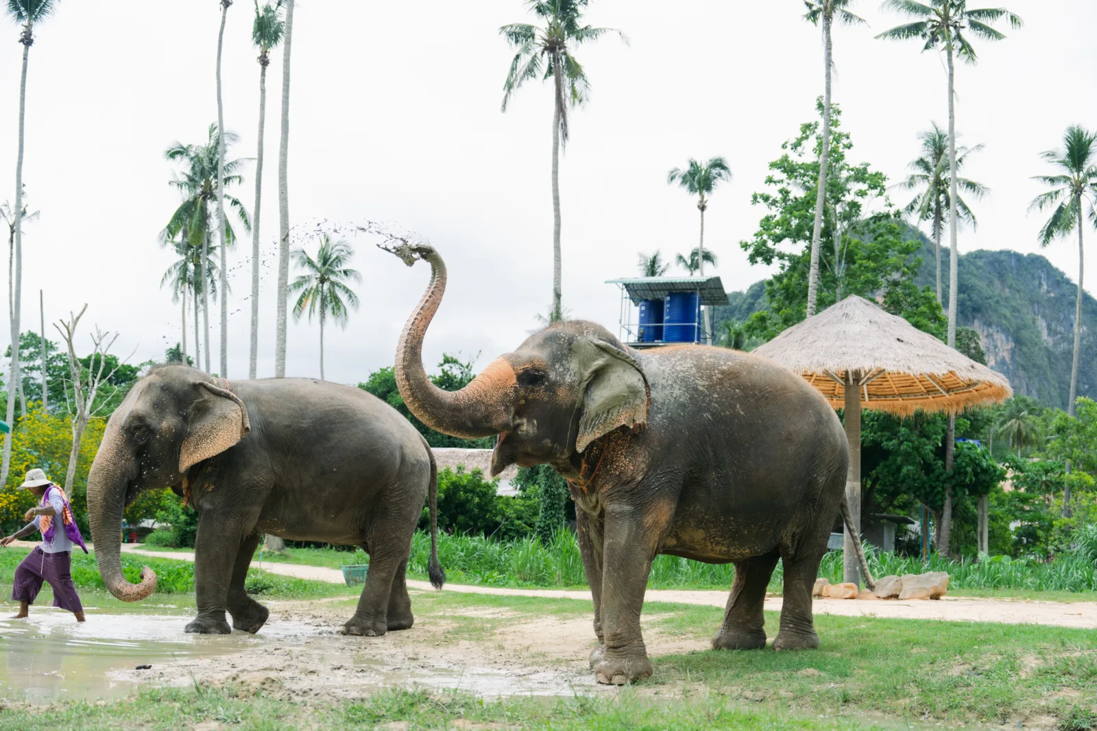 Photo gallery — Ao Nang Elephant Sanctuary