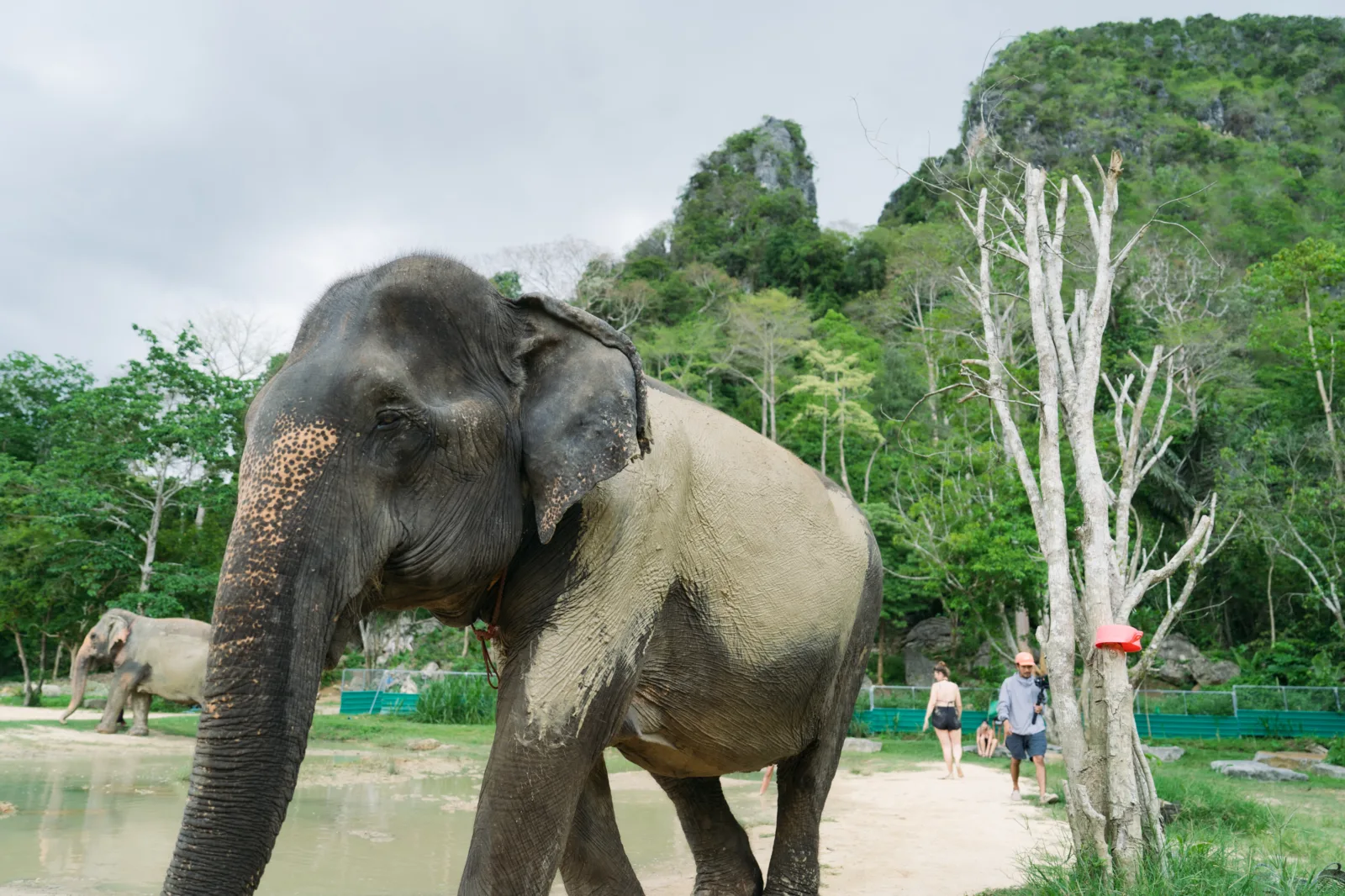Photo gallery — Ao Nang Elephant Sanctuary