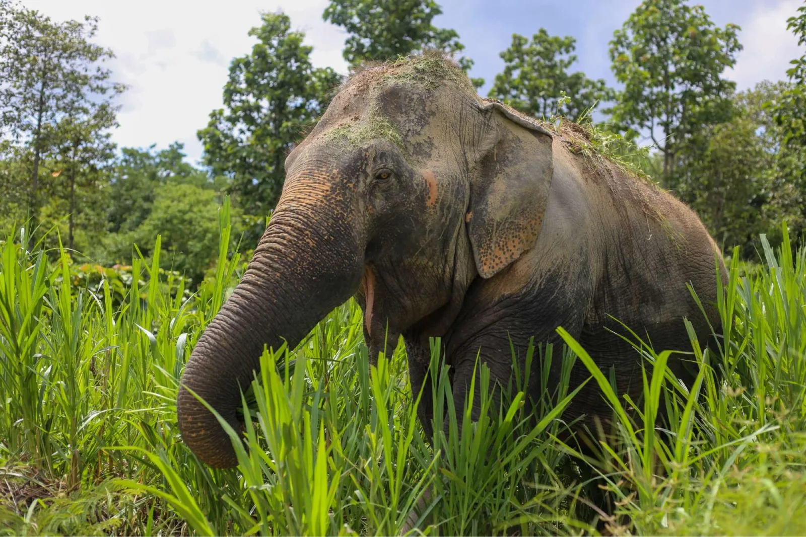 Photo gallery — Maerim Elephant Sanctuary