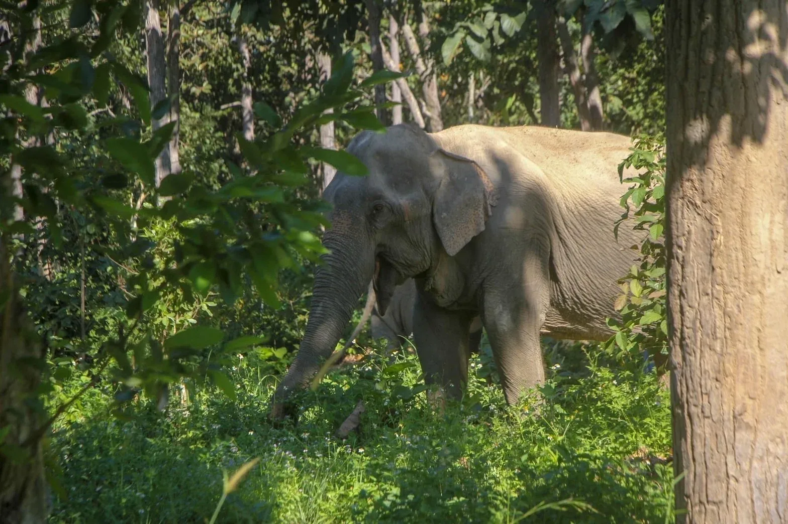 Photo gallery — Maerim Elephant Sanctuary
