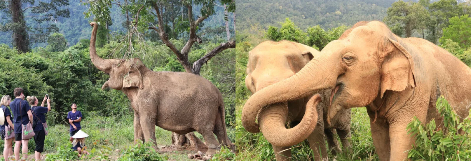 Photo gallery — Samui Elephant Home