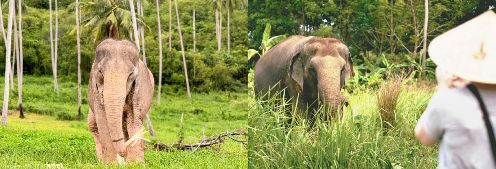 Photo gallery — Samui Elephant Home