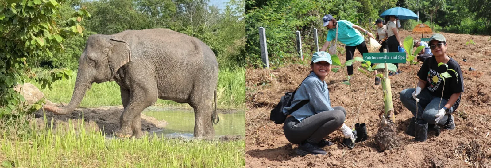 Photo gallery — Samui Elephant Home