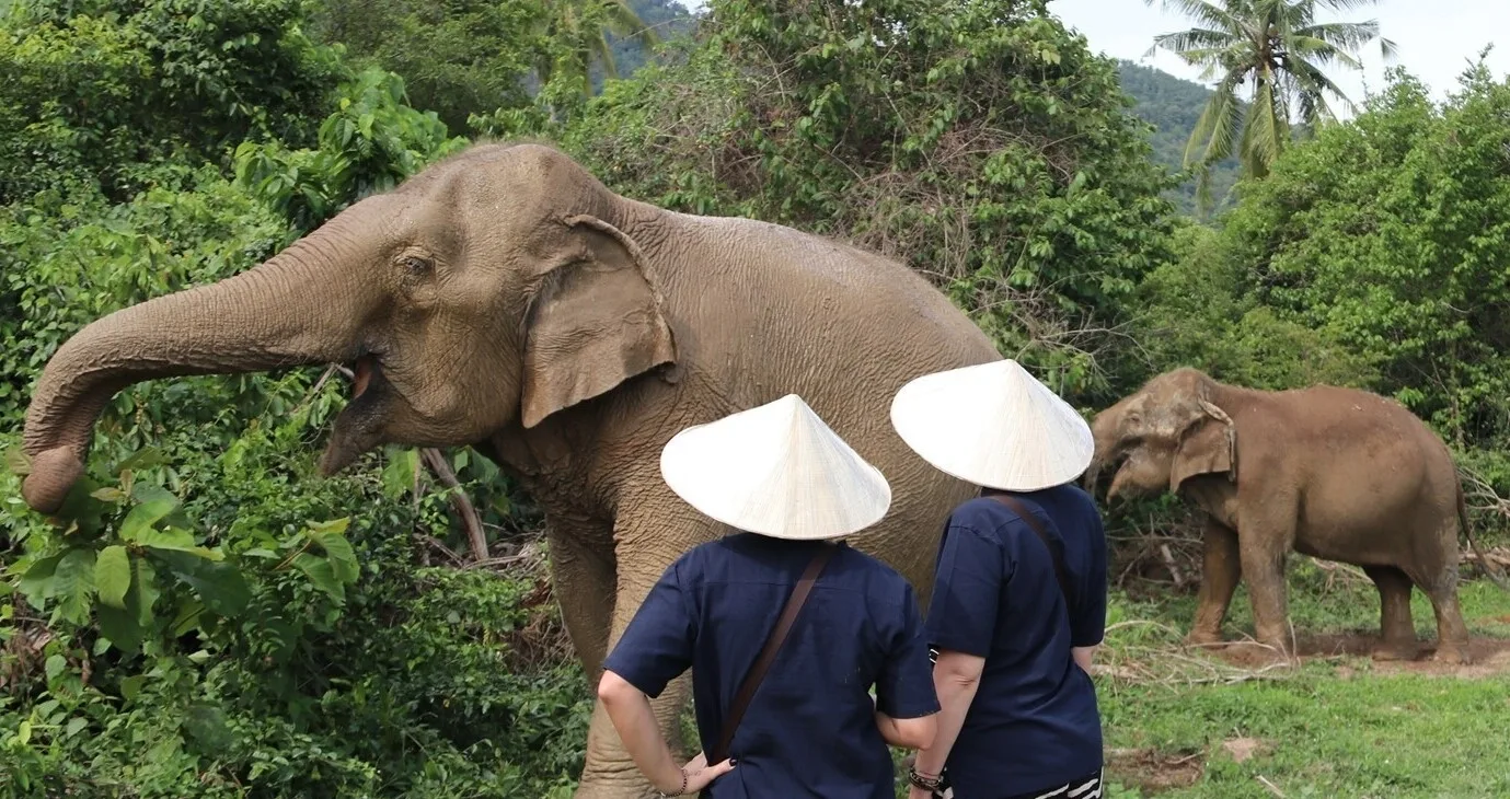 Photo gallery — Samui Elephant Home