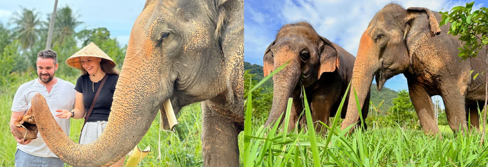 Photo gallery — Samui Elephant Home